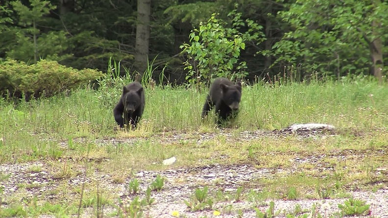 Black bear two cubs (Ursus americanus) 2